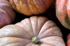Squash