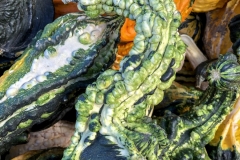 Winged Squash