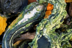 Winged Squash