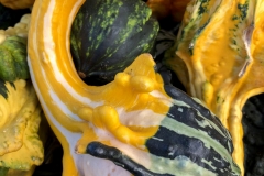 Winged Squash