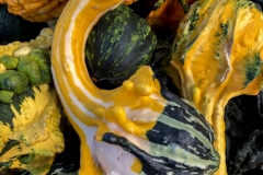 Winged Squash