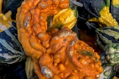 Winged Squash