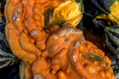 Winged Squash