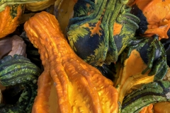 Winged Squash