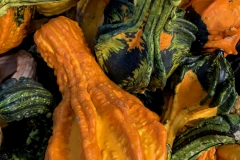 Winged Squash