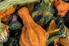 Winged Squash