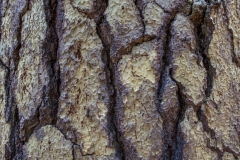 Close-up of a Ponderosa Pine tree with textured bark and long green needles in the Sierra Nevada. Close-up of a Ponderosa Pine tree with textured bark and long green needles in the Sierra Nevada.