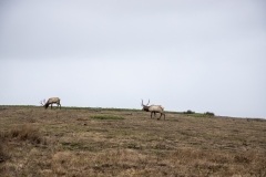 Tule Elk at Point Reyes National Seashore, Marin County, California — native wildlife in coastal grasslands