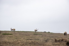 Tule Elk at Point Reyes National Seashore, Marin County, California — native wildlife in coastal grasslands