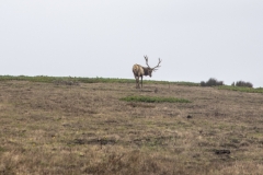 Tule Elk at Point Reyes National Seashore, Marin County, California — native wildlife in coastal grasslands
