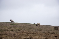 Tule Elk at Point Reyes National Seashore, Marin County, California — native wildlife in coastal grasslands