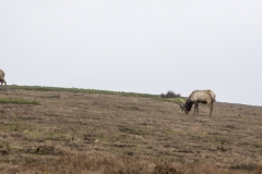 Tule Elk at Point Reyes National Seashore, Marin County, California — native wildlife in coastal grasslands