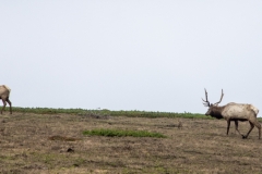Tule Elk at Point Reyes National Seashore, Marin County, California — native wildlife in coastal grasslands