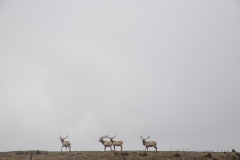 Kradel_Tule-Elk