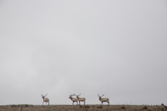Tule Elk at Point Reyes National Seashore, Marin County, California — native wildlife in coastal grasslands