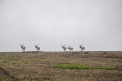 Tule Elk at Point Reyes National Seashore, Marin County, California — native wildlife in coastal grasslands