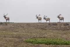 Tule Elk at Point Reyes National Seashore, Marin County, California — native wildlife in coastal grasslands