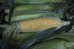 Ear Of Corn