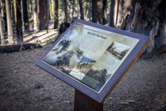 Tuolumne Grove in Yosemite National Park with Giant Sequoias along a forest trail. Tuolumne Grove in Yosemite National Park with Giant Sequoias along a forest trail.