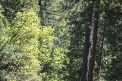 Spring landscape of Yosemite Valley with waterfalls, trees, and granite cliffs in California.