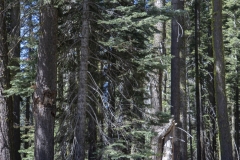 Spring landscape of Yosemite Valley with waterfalls, trees, and granite cliffs in California.
