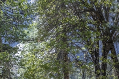 Spring landscape of Yosemite Valley with waterfalls, trees, and granite cliffs in California. 