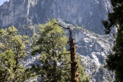 Spring landscape of Yosemite Valley with waterfalls, trees, and granite cliffs in California. 