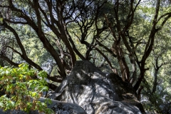 Spring landscape of Yosemite Valley with waterfalls, trees, and granite cliffs in California.