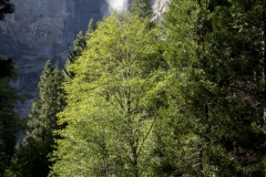 Spring landscape of Yosemite Valley with waterfalls, trees, and granite cliffs in California.