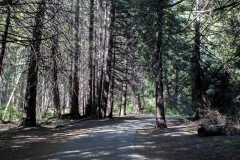 Spring landscape of Yosemite Valley with waterfalls, trees, and granite cliffs in California.