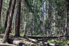 Spring landscape of Yosemite Valley with waterfalls, trees, and granite cliffs in California.