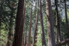 Spring landscape of Yosemite Valley with waterfalls, trees, and granite cliffs in California.