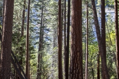 Spring landscape of Yosemite Valley with waterfalls, trees, and granite cliffs in California.