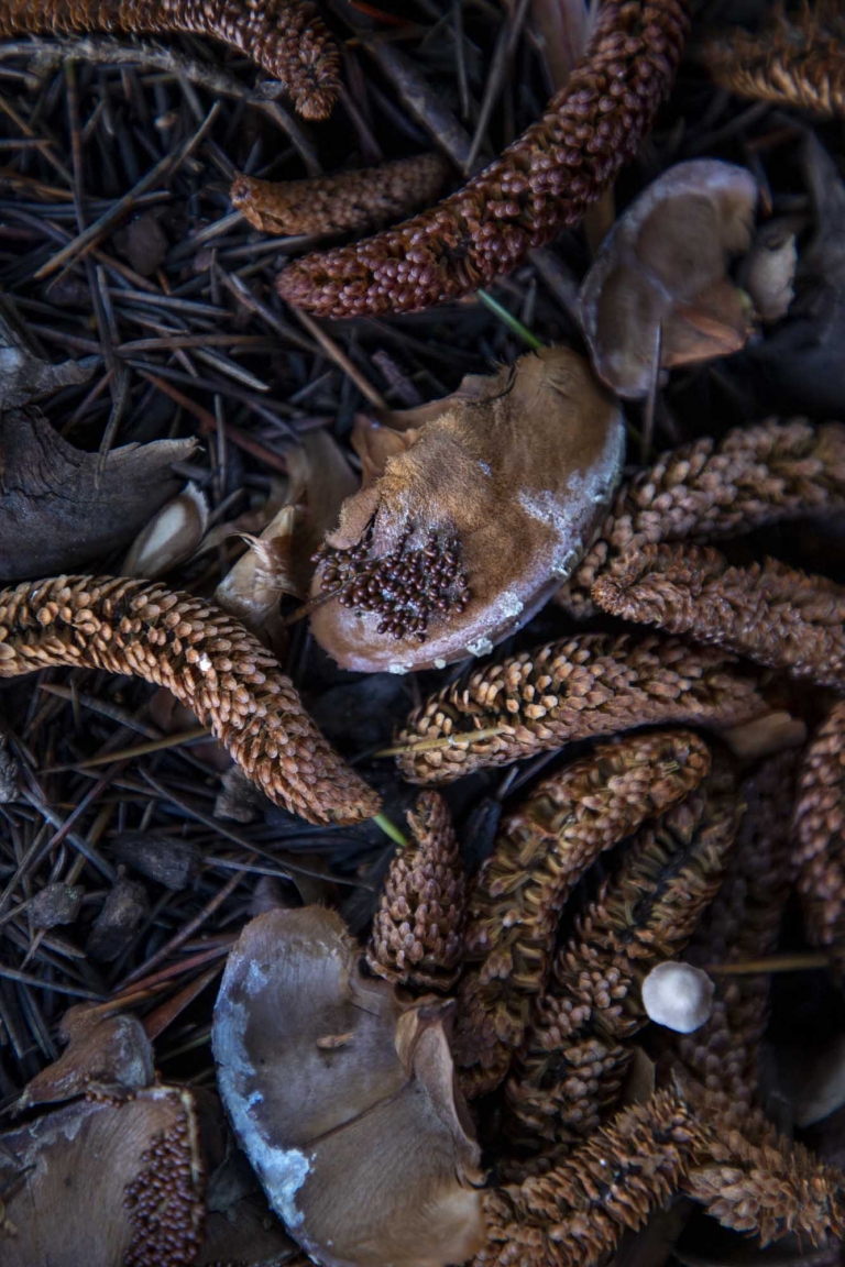Photo Of The Day: Nature’s Mysteries, Cone Scales, Shafts, And Slime Mold