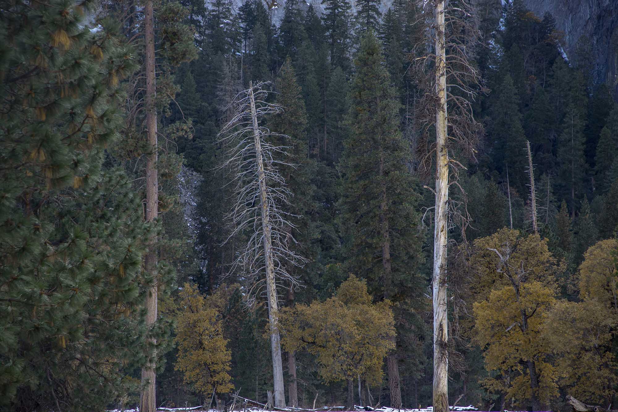 Photography: Another Thanksgiving In Yosemite